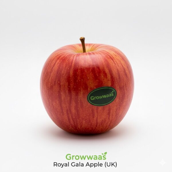 Apple Royal Gala Uk (70/75 box)